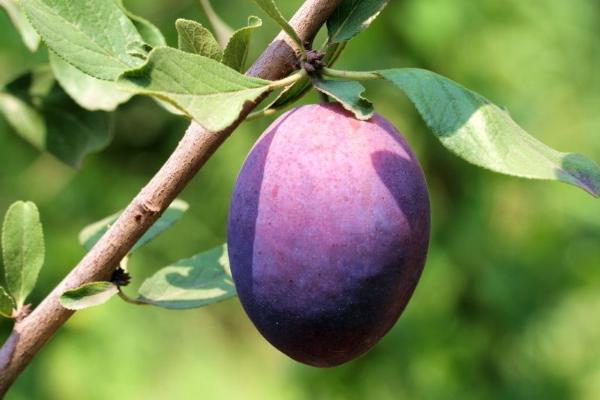 西梅的功效與作用及禁忌 西梅營養價值