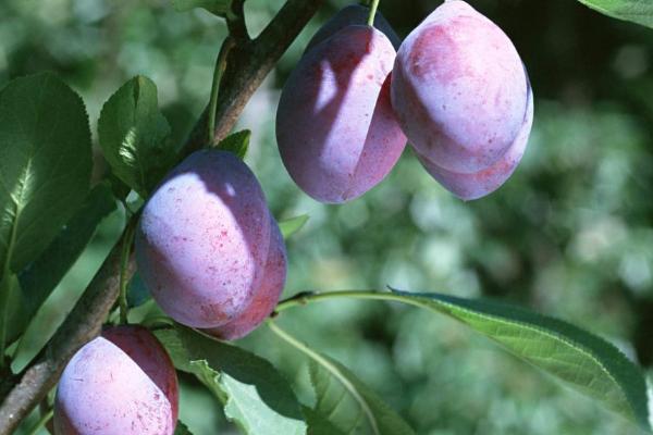 西梅的功效與作用及禁忌 西梅營養價值