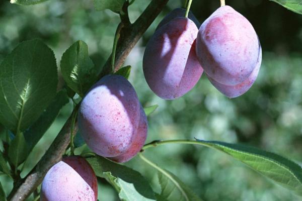 西梅市場價格多少錢一斤 西梅吃多了會怎么樣