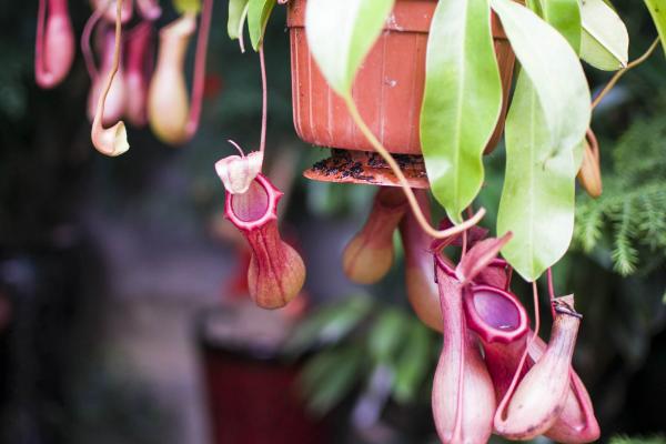 豬籠草的籠子是否越長(zhǎng)越多 豬籠草不長(zhǎng)籠子怎么辦