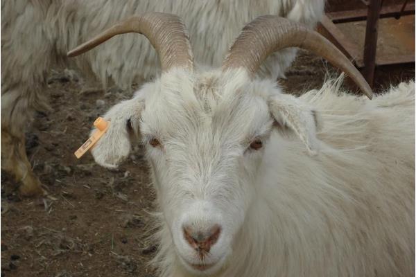 白山羊市場價格多少錢一只 白山羊養殖技術