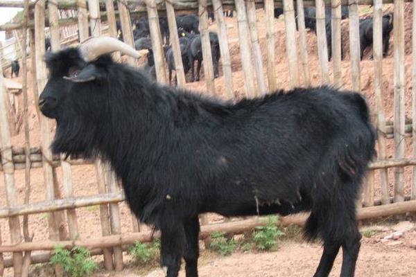 黑山羊品種有哪些 黑山羊養殖前景及利潤怎么樣