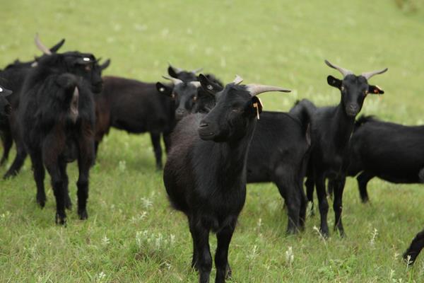 黑山羊品種有哪些 黑山羊養殖前景及利潤怎么樣