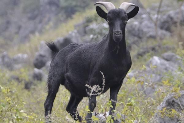 黑山羊品種有哪些 黑山羊養殖前景及利潤怎么樣
