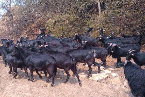 黑山羊品種有哪些 黑山羊養殖前景及利潤怎么樣