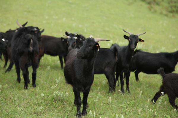 黑山羊市場價格多少錢一只 黑山羊和白山羊哪個好