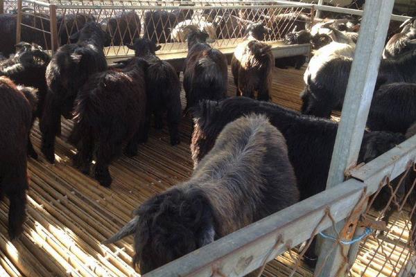 黑山羊市場價格多少錢一只 黑山羊和白山羊哪個好