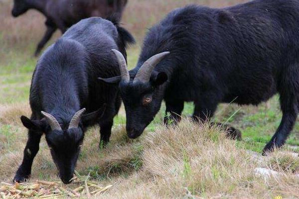黑山羊市場價格多少錢一只 黑山羊和白山羊哪個好