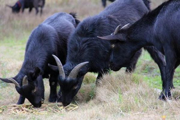 黑山羊市場價格多少錢一只 黑山羊和白山羊哪個好