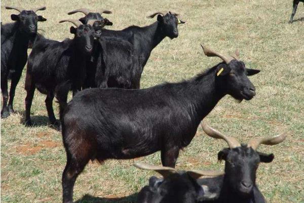 黑山羊市場價格多少錢一只 黑山羊和白山羊哪個好