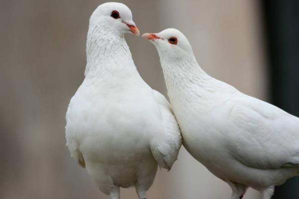 家里養鴿子對風水好嗎 養鴿子對人體有危害嗎