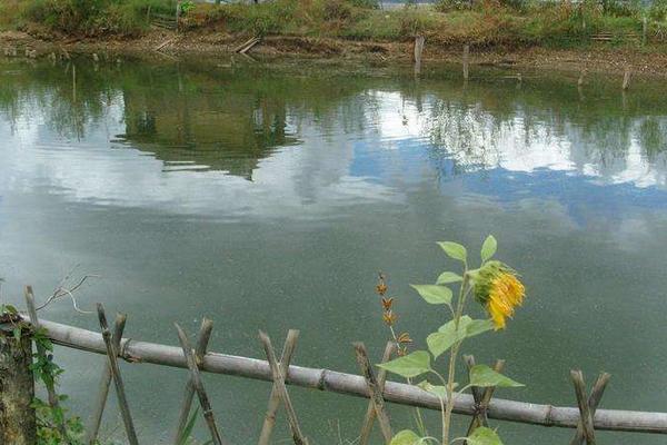 魚塘漏水怎么辦 魚塘專用防滲膜怎么用