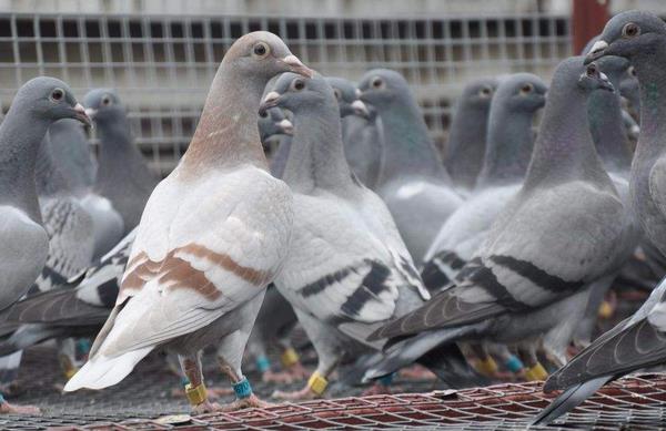 養鴿子人容易得什么病 養鴿子為什么不行