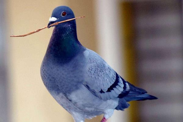 養(yǎng)鴿子人容易得什么病 養(yǎng)鴿子為什么不行