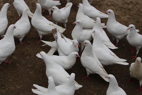 養(yǎng)鴿子人容易得什么病 養(yǎng)鴿子為什么不行