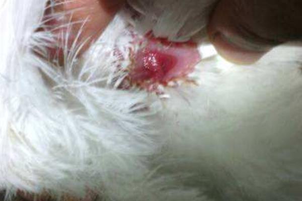 養(yǎng)鴿子人容易得什么病 養(yǎng)鴿子為什么不行