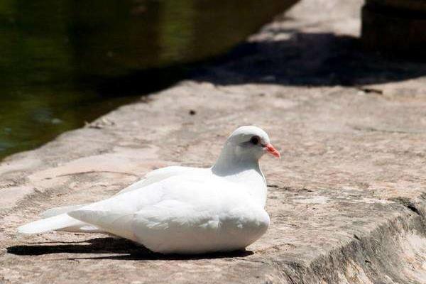 養(yǎng)鴿子人容易得什么病 養(yǎng)鴿子為什么不行