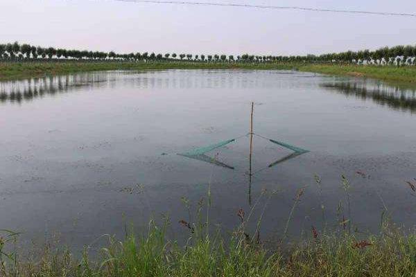 魚塘怎么消毒 魚塘種什么水草