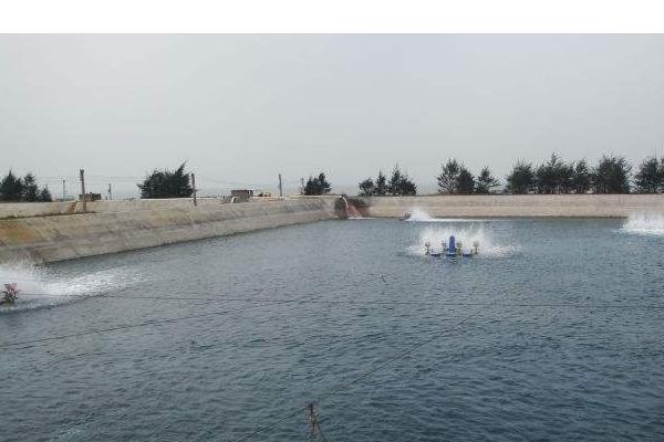 魚塘怎么消毒 魚塘種什么水草