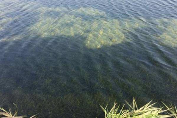 魚塘怎么消毒 魚塘種什么水草