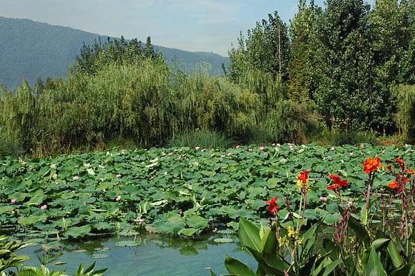 魚塘怎么消毒 魚塘種什么水草