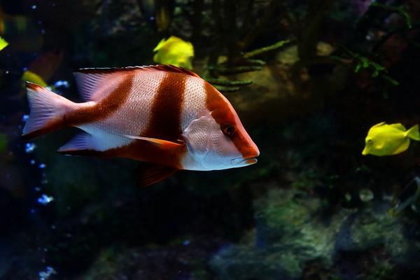 觀賞魚怎么養(yǎng) 觀賞魚養(yǎng)殖技術(shù)與注意事項(xiàng)