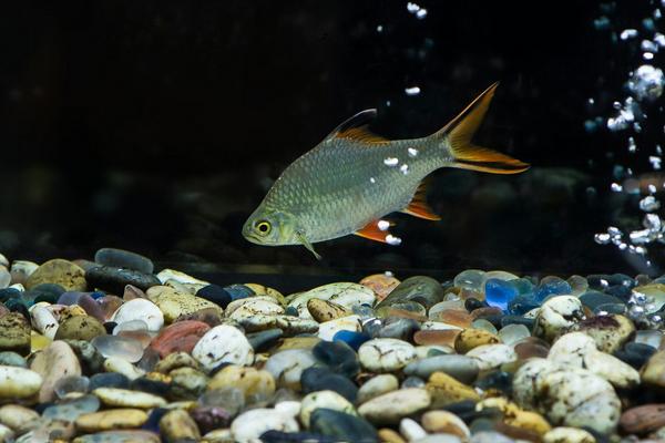 觀賞魚怎么養(yǎng) 觀賞魚養(yǎng)殖技術(shù)與注意事項(xiàng)