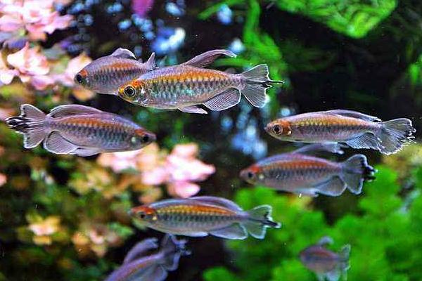 觀賞魚怎么養(yǎng) 觀賞魚養(yǎng)殖技術(shù)與注意事項(xiàng)