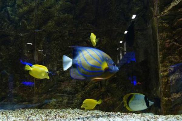 觀賞魚怎么養(yǎng) 觀賞魚養(yǎng)殖技術(shù)與注意事項(xiàng)