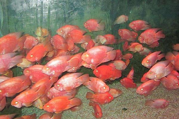 觀賞魚怎么養(yǎng) 觀賞魚養(yǎng)殖技術(shù)與注意事項(xiàng)