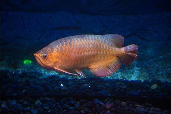 觀賞魚怎么養(yǎng) 觀賞魚養(yǎng)殖技術(shù)與注意事項(xiàng)