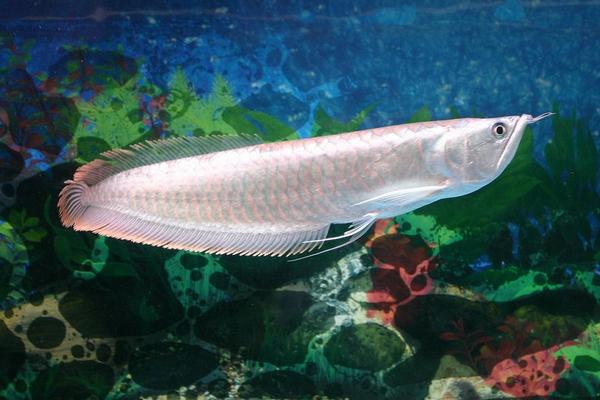 金龍魚和銀龍魚的區別是什么 銀龍魚怎么養