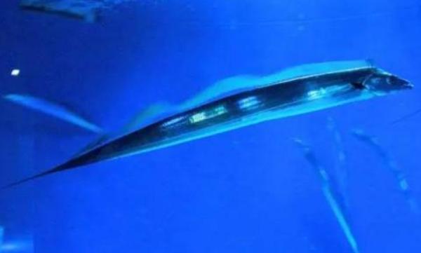 帶魚能養殖嗎 帶魚產地在哪里