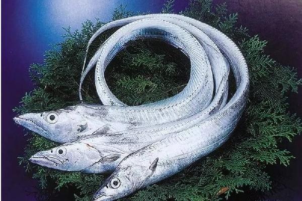 帶魚能養殖嗎 帶魚產地在哪里