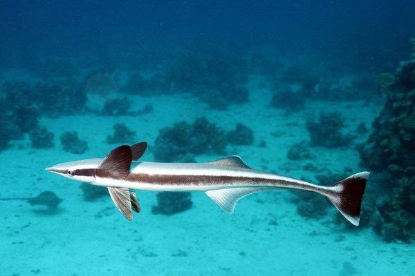 帶魚能養殖嗎 帶魚產地在哪里