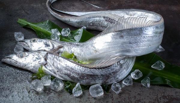 帶魚能養殖嗎 帶魚產地在哪里