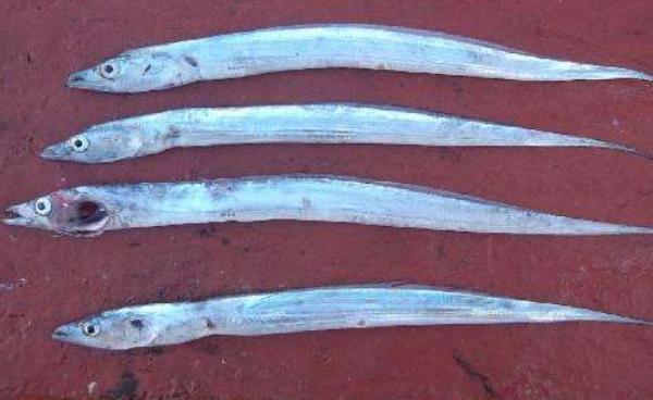 帶魚能養殖嗎 帶魚產地在哪里