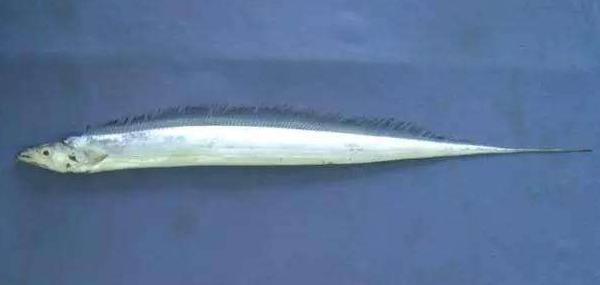 帶魚能養殖嗎 帶魚產地在哪里