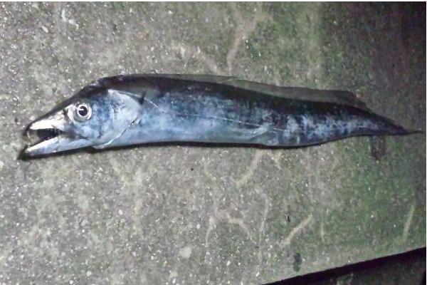 帶魚能養殖嗎 帶魚產地在哪里