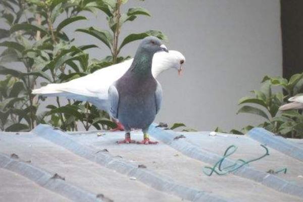 小區養鴿子到哪投訴 怎么對付鄰居養鴿子