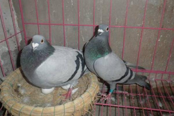 在農村養鴿子賺錢嗎 養鴿子為什么不掙錢