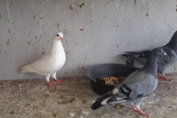 在農村養鴿子賺錢嗎 養鴿子為什么不掙錢
