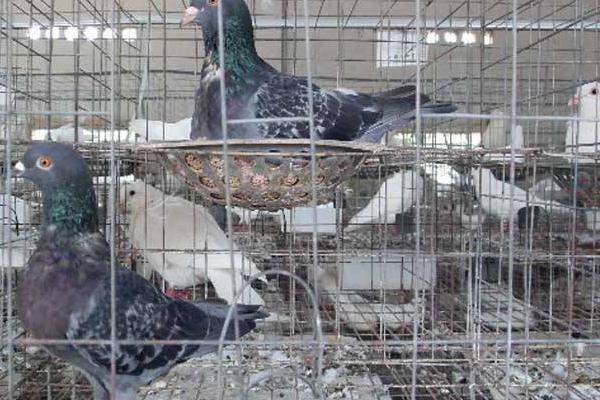 在農村養鴿子賺錢嗎 養鴿子為什么不掙錢