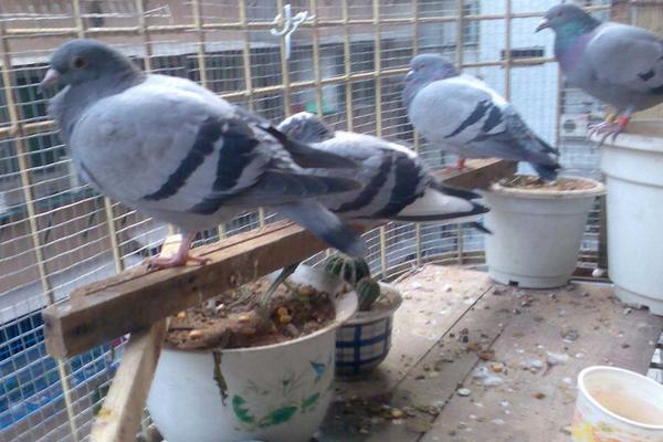 在農村養鴿子賺錢嗎 養鴿子為什么不掙錢