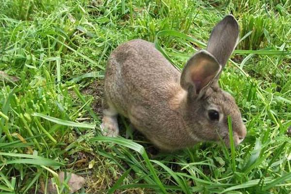 思麻兔養殖是騙局嗎 思麻兔的前景與利潤分析