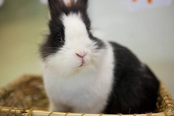 熊貓兔怎么養它才聽話 熊貓兔能長多大