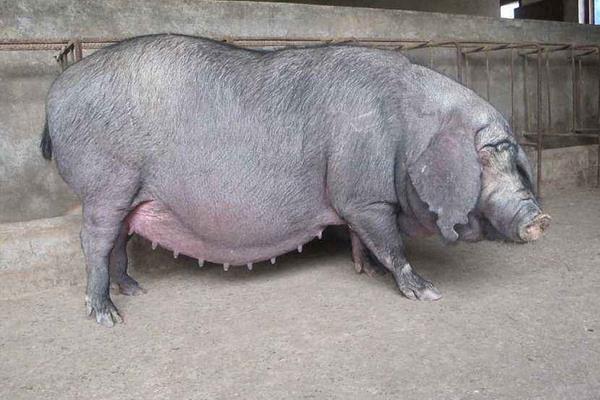 梅山母豬市場價格多少錢一斤 梅山母豬一頭多少錢