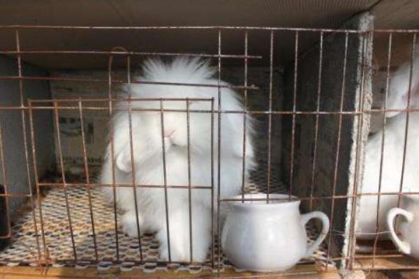 垂耳兔怎么養(yǎng) 垂耳兔養(yǎng)殖技術(shù)與注意事項