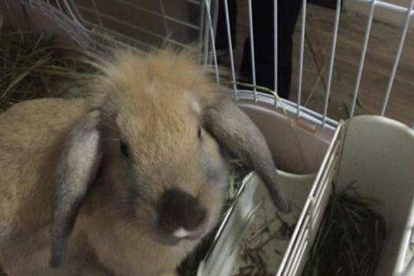 垂耳兔怎么養(yǎng) 垂耳兔養(yǎng)殖技術(shù)與注意事項