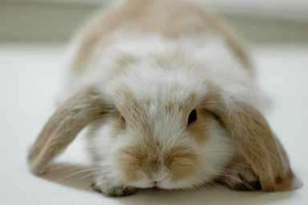 垂耳兔怎么養(yǎng) 垂耳兔養(yǎng)殖技術(shù)與注意事項